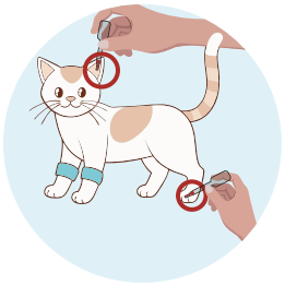 Collect Cat Sample  - image 1