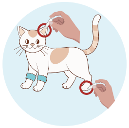 Use Lancet To Prick Cat - image 1