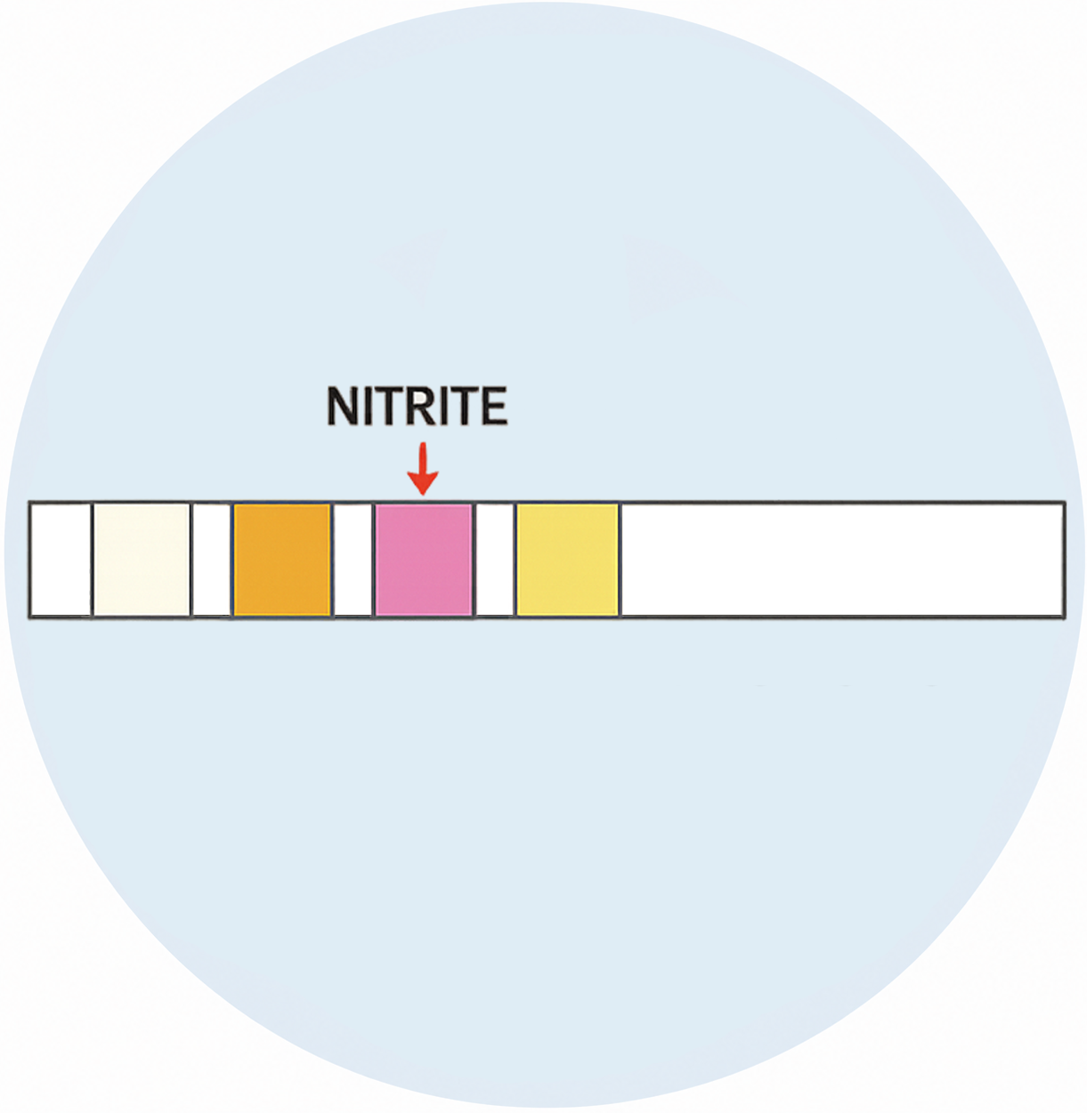 Positive: Nitrite - image 1