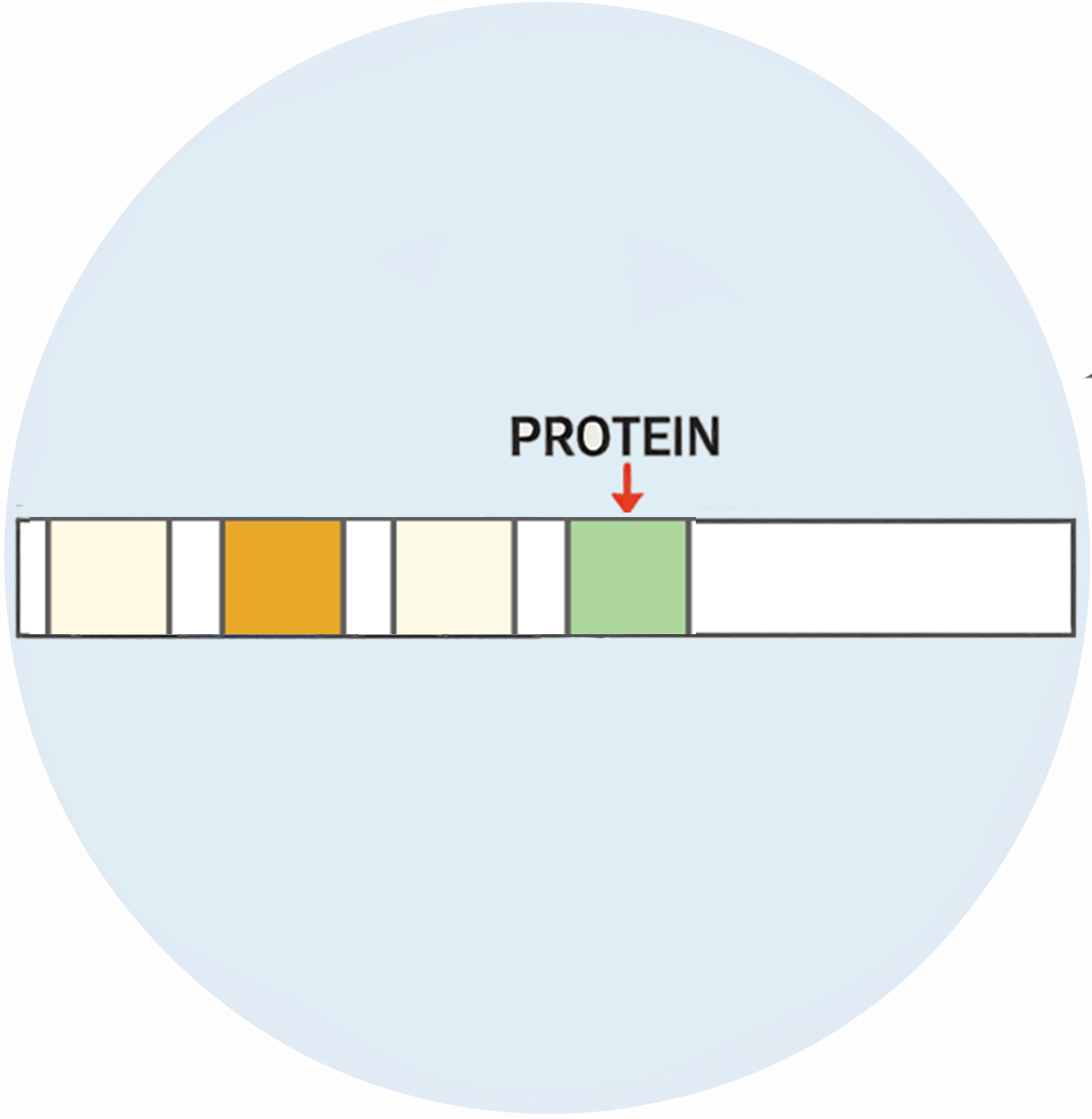 Positive: Protein - image 1