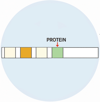 Positive: Protein - image 1