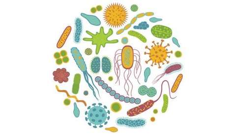 Probiotics and Allergies