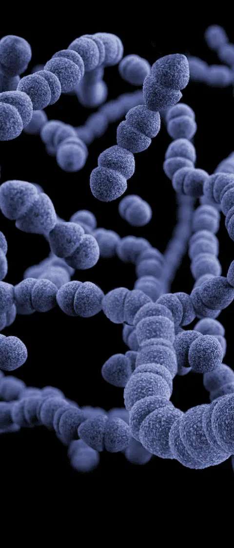 How to Improve Your Gut Microbiome