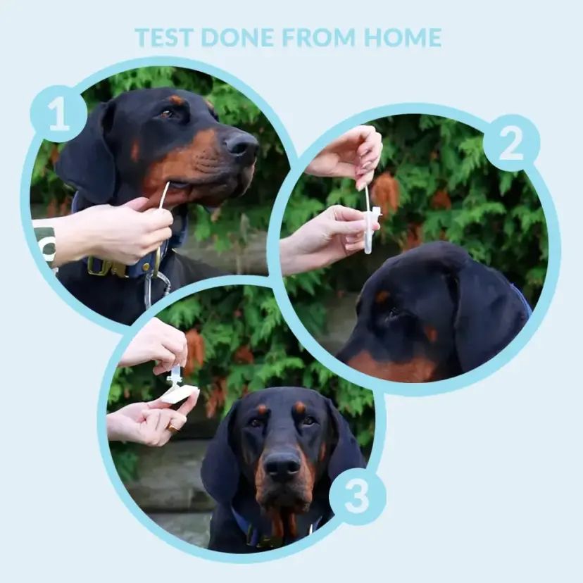 Influensatest för hund - Image 5