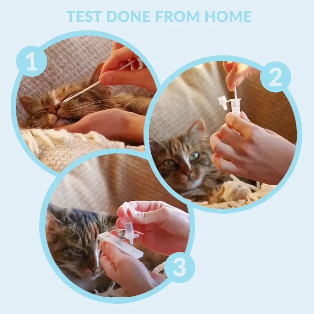 Mycoplasmatest för katt - Image 5
